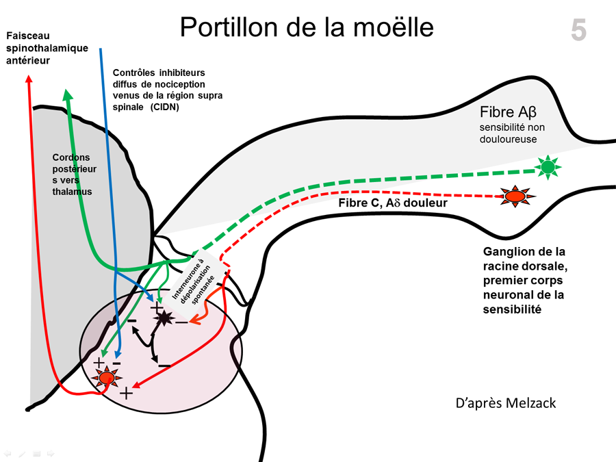 Moelle épinière Première Synapse Dans La Corne Postérieure Palli Science Site Officiel De 