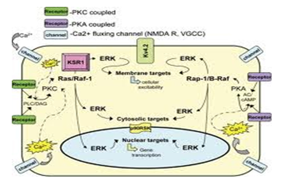 Atteinte de la transcription du gène et mutation du neurone par ERK