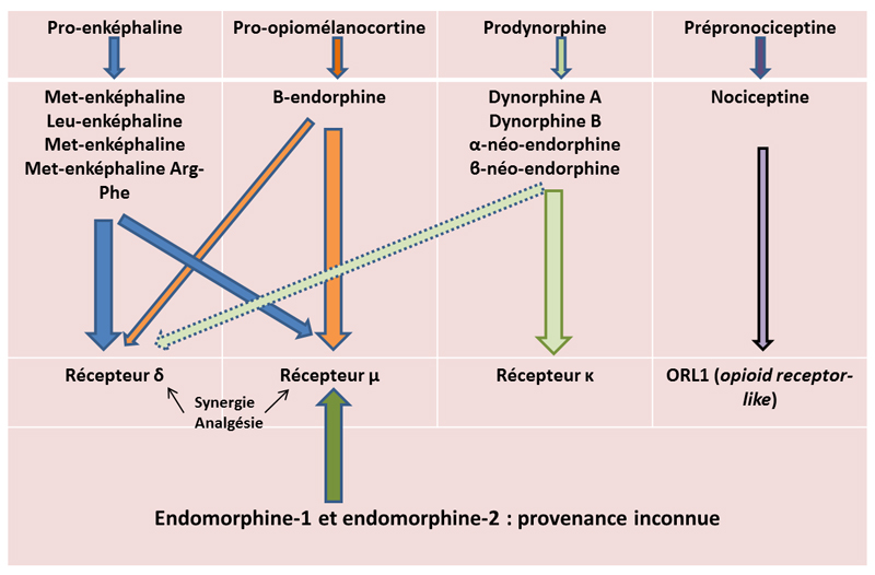 Opioïdes endogènes et récepteurs opioïdes 