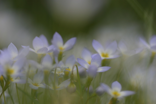 Fleurs Palli Science Site Officiel De Formation En Soins