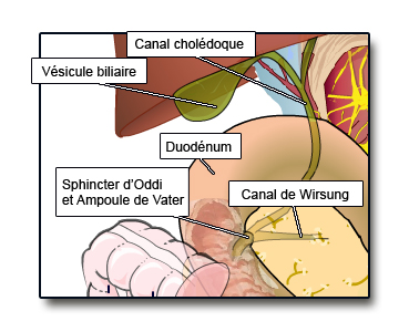 Canaux biliaires extra hépatiques et canaux pancréatiques