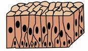 5epithelium