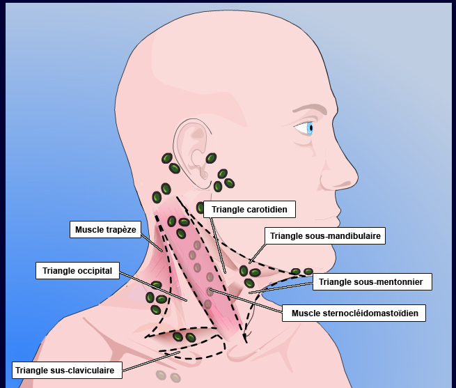 Adénopathies cervicales | Palli-Science : site officiel de ...