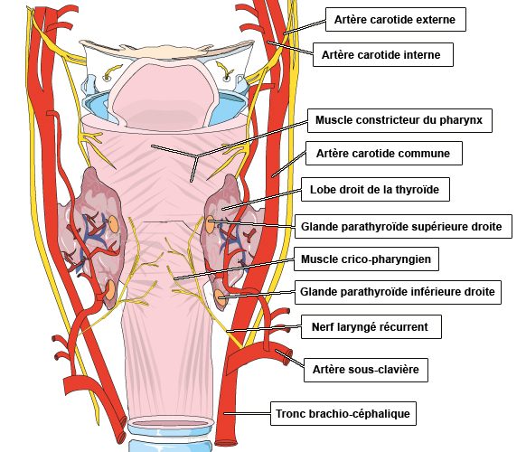 anatomie des structures de l'hypopharynx et de la glande thyroïde- vue postérieure 