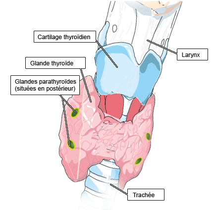 Glande thyroïde et cartilage thyroïdien, vue antéro-latérale droite