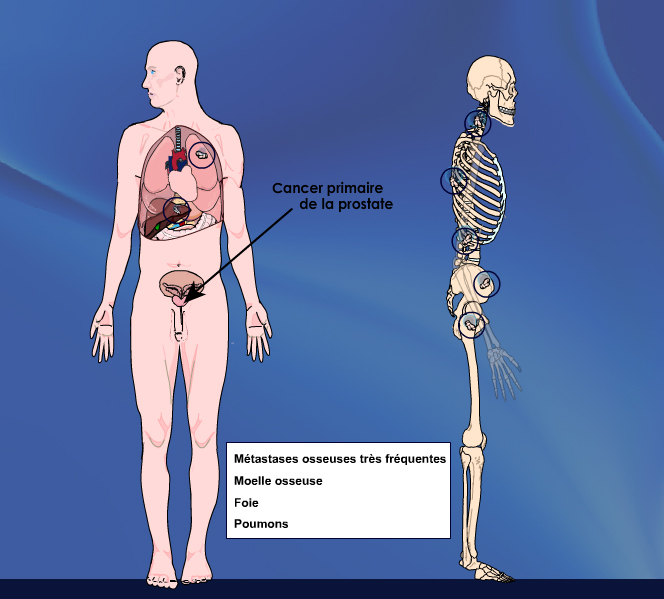 Bassin et organes génitaux | Palli-Science : site officiel de ...