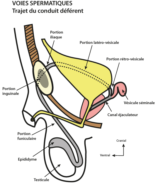 Anatomie des voies spermatiques - aspect latéral